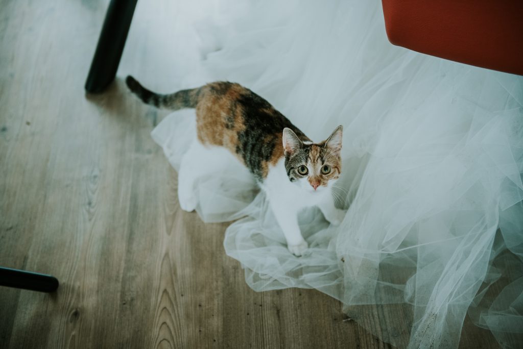 Kitten zit op de trouwjurk van de bruid. Trouwreportage door trouwfotograaf Nickie Fotografie uit Dokkum, Friesland.