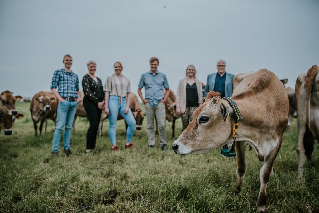 Fotoshoot tussen de koeien in Friesland door fotograaf Nickie Fotografie uit Dokkum