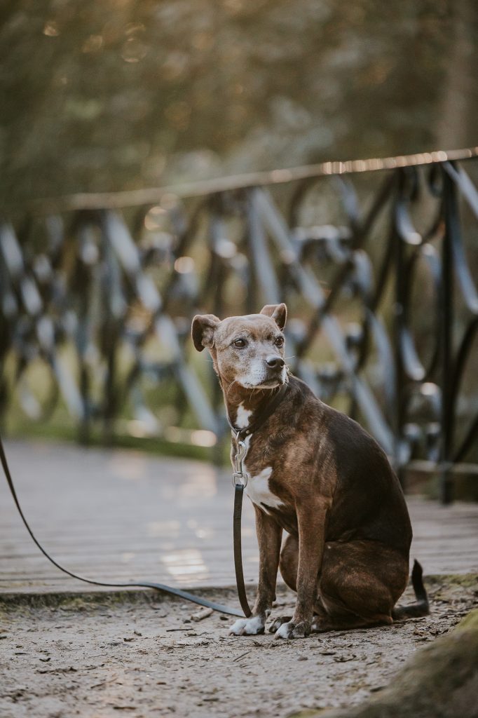 Hondenportret door fotograaf Nickie Fotografie uit Friesland.