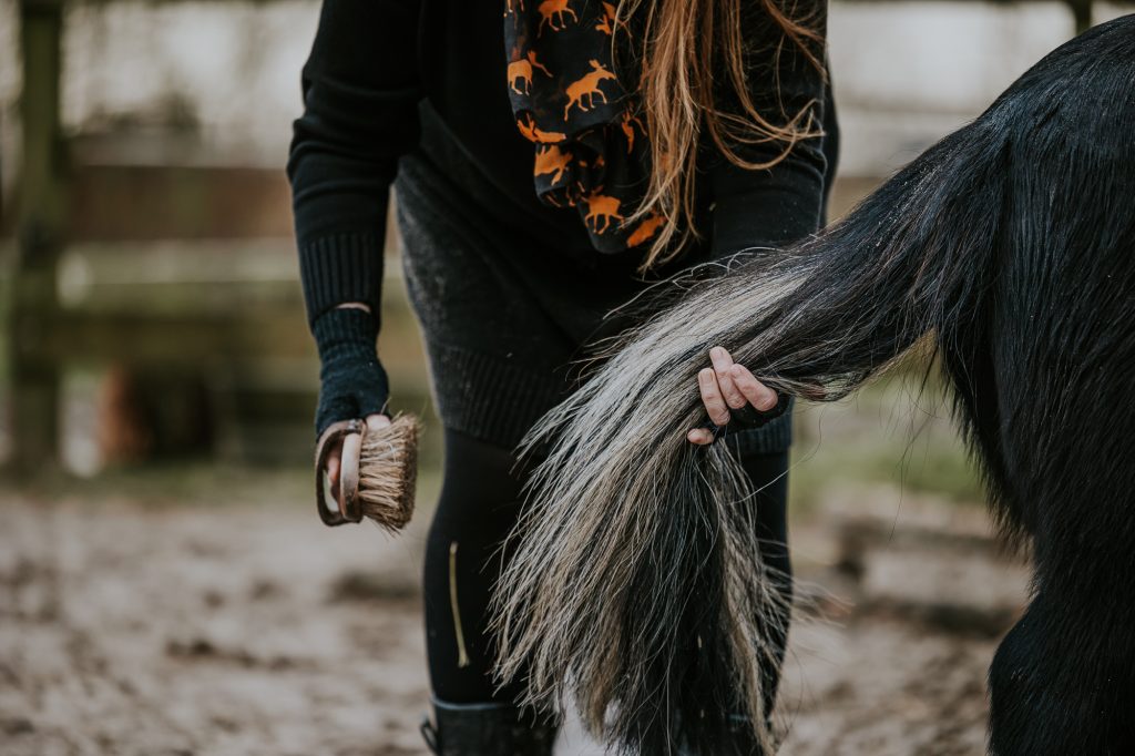 Paardenfotografie door paardenfotograaf Nickie Fotografie. Het borstelen van de staart van een Shetlander.
