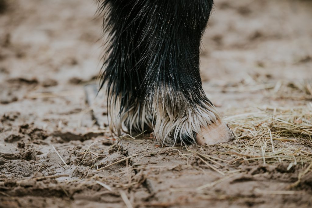 Paardenfotografie. door fotograaf Nickie Fotografie. De hoeven/benen van een Shetlander. 