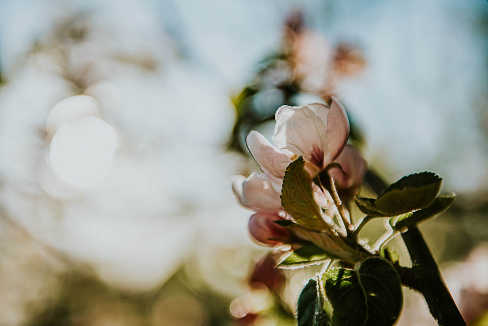 Appelbomen in bloei door Nickie Fotografie