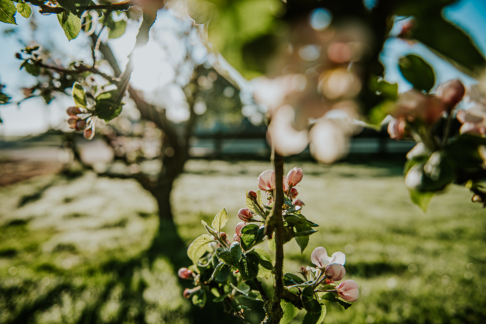 Appelbomen in bloei door Nickie Fotografie