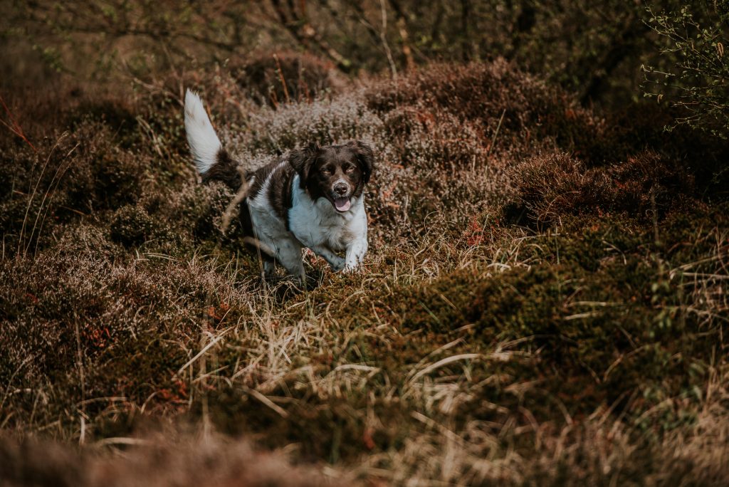 Fotosessie Ameland. Hondenportret door fotograaf Nickie Fotografie uit Dokkum