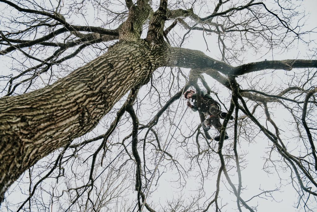 Het snoeien van grote bomen door Prins Groenbeheer. Bedrijfsshoot door bedrijfsfotograaf NIckie Fotografie uit Dokkum, Friesland.