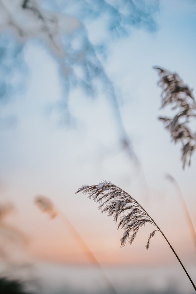 Rietstengel bij de zonsopkomst in de winter. Landschapsfotografie door fotograaf Nickie Fotografie uit Dokkum, Friesland.