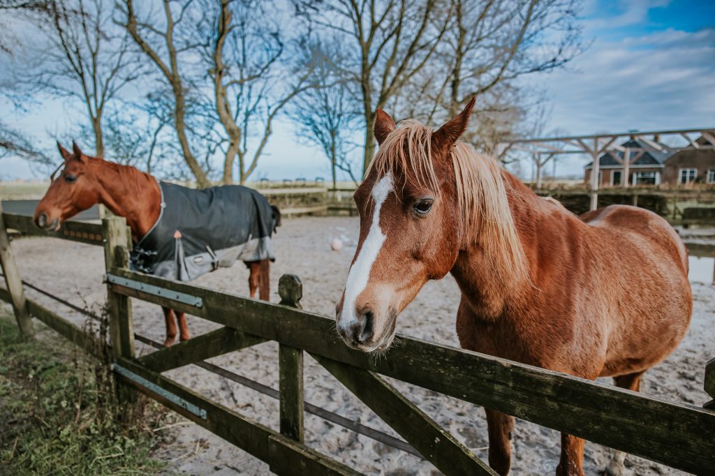 Paardencoaching Ginnum. Bedrijfsfotografie Friesland door bedrijfsfotograaf Nickie Fotografie.