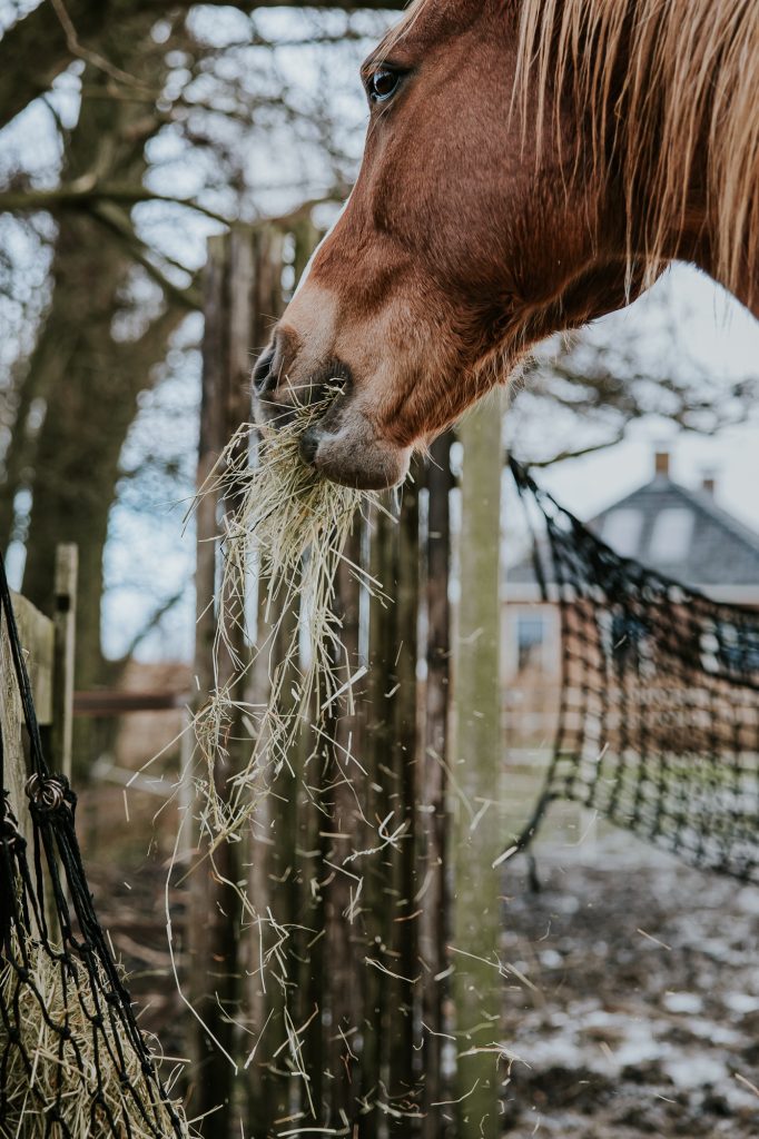 Paard eet hooi. Paardenreportage door fotograaf Nickie Fotografie uit Dokkum, Friesland.