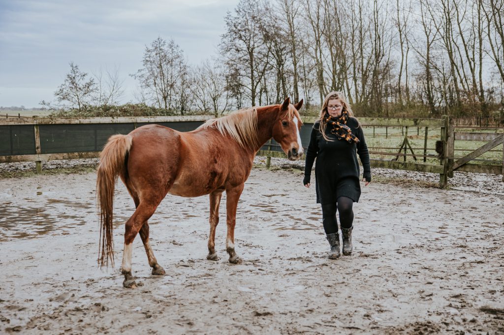 Paardenreportage Friesland, voor HSP Magazine, door paardenfotograaf Nickie Fotografie.