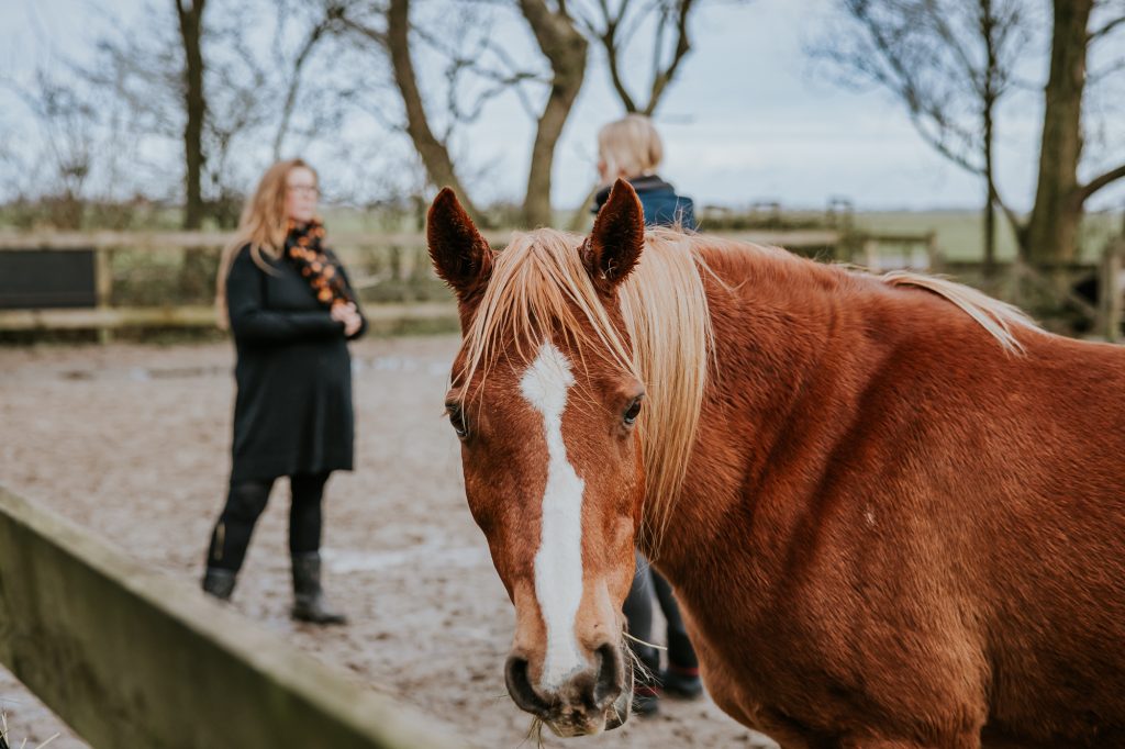 Paardencoaching sessie met Nelleke van Parzival Paard en Coaching in Ginnum. Paardenfotografie door fotograaf Nickie Fotografie uit Friesland.