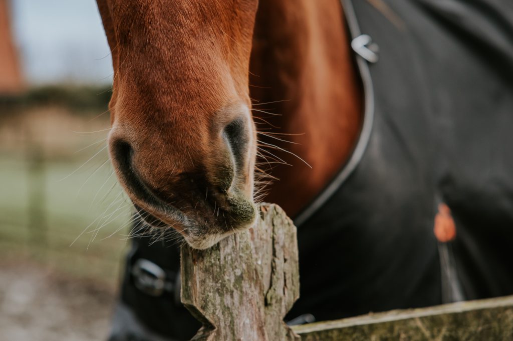 Paardenfotografie Friesland door Nickie Fotografie.