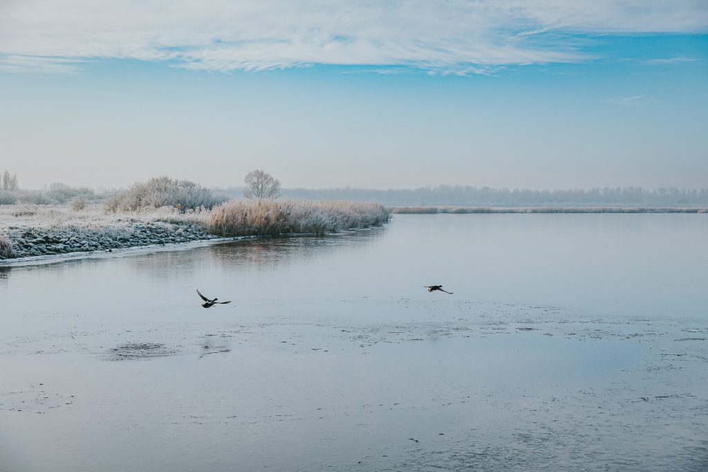 Vliegende eenden bij een winterse Lauwersmeer. Natuurfotografie door fotograaf Nickie Fotografie uit Friesland.
