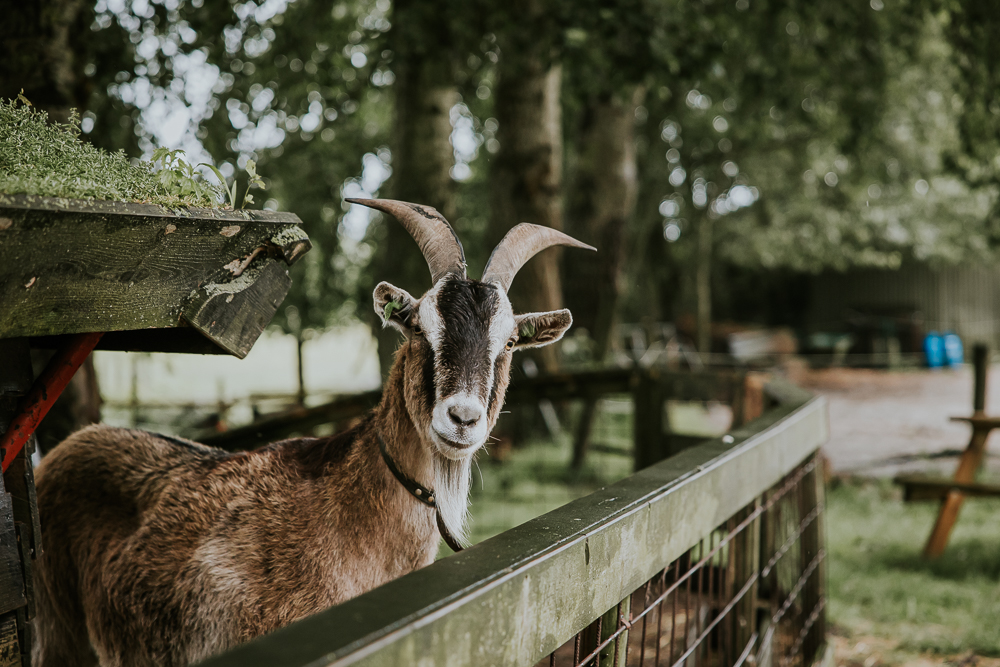 Trouwen bij boerderij de Omleiding te Feanwâlden. Gezellige geit kijkt nieuwschierig toe. Huwelijksreportage door trouwfotograaf Nickie Fotografie uit Friesland.