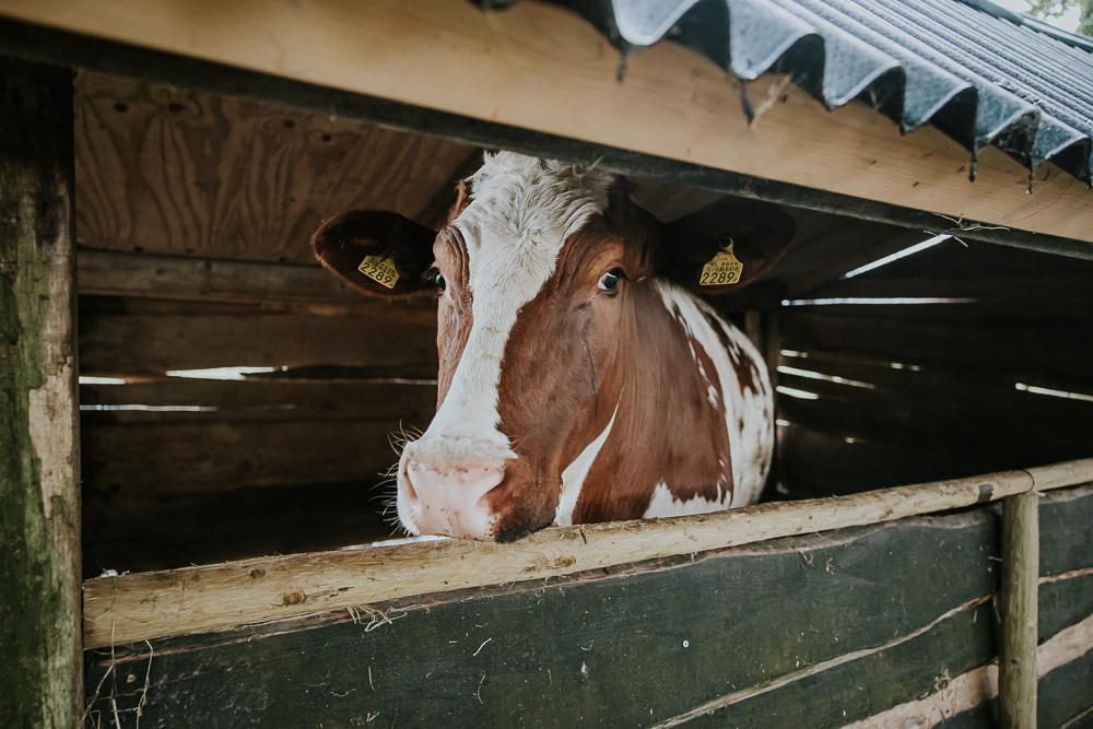 Bij boerderij de Omleiding in Feanwâlden
hebben ze veel dieren, oa deze gezellige koe.