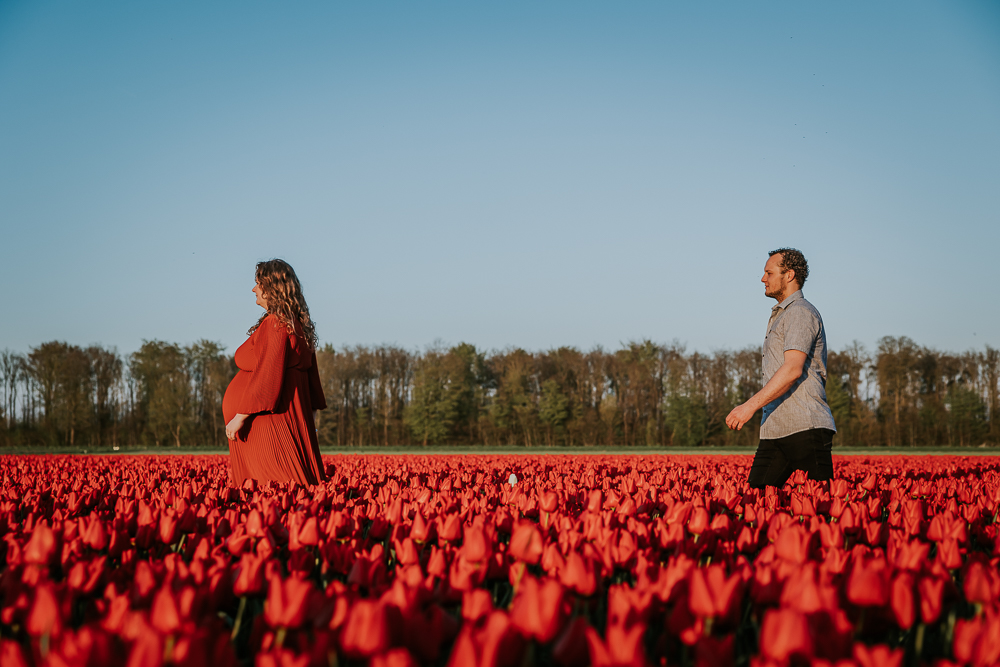Zwangerschapsshoot tussen de rode tulpen. De aanstaande ouders lopen achter elkaar door de tulpenveld. Fotoreportage door fotograaf Nickie Fotografie uit Dokkum, Friesland.